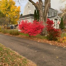 Gravel or Tarmac Driveway: Which Is Best for Your Home